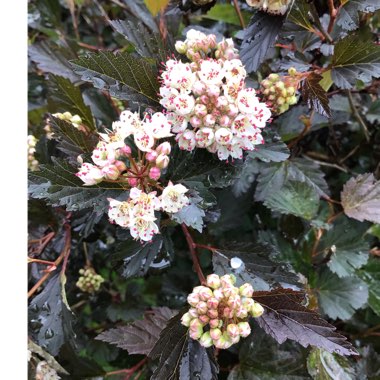 Physocarpus opulifolius 'Monlo' syn. Physocarpus opulifolius 'Diabolo'