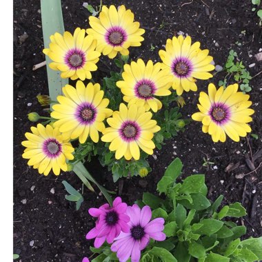 Osteospermum ecklonis 'Blue Eyed Beauty'