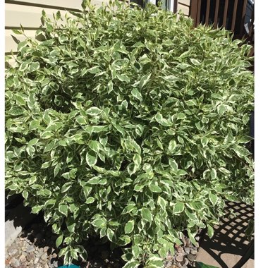 Cornus alba 'Sibirica Variegata'