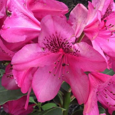 Rhododendron 'Nova Zembla'