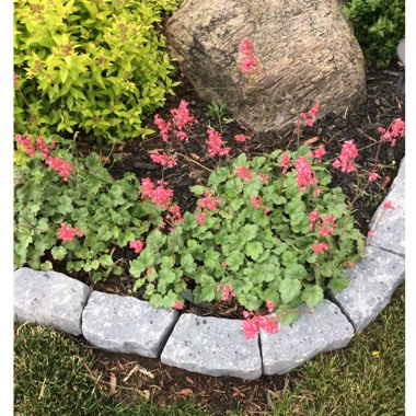 Heuchera americana 'Paris' syn. Heuchera 'Paris'