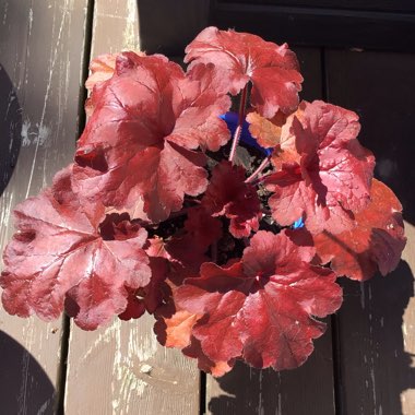 Heuchera 'Fire Alarm'