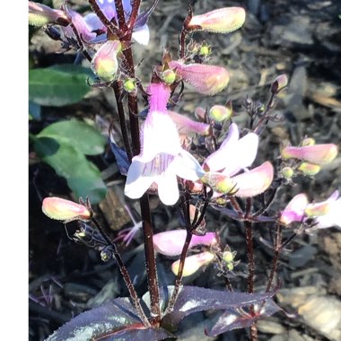 Penstemon digitalis 'Husker Red'