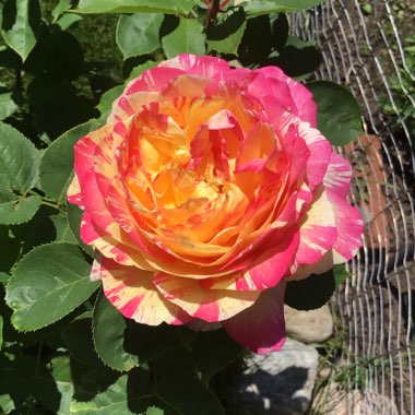 Rosa (Floribunda)