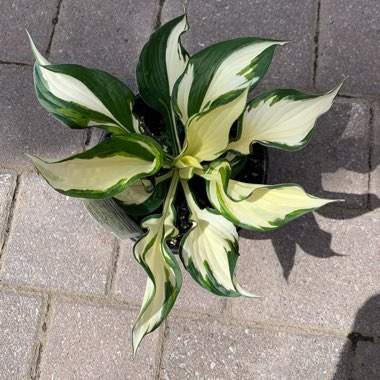 Hosta 'Fire and Ice'