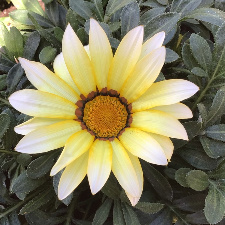 Plant image Gazania rigens 'New Day'