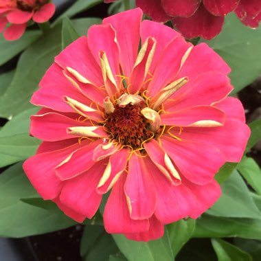 Zinnia elegans