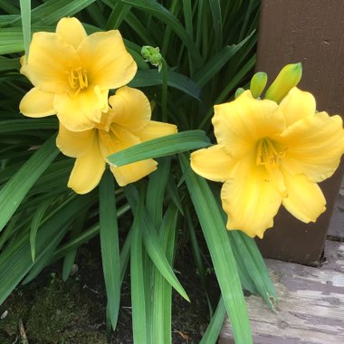 Hemerocallis 'Stella De Oro'