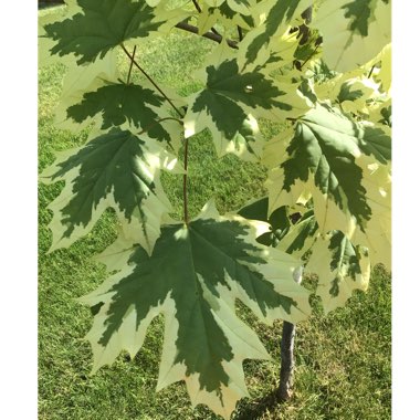 Acer platanoides 'Drummondii'