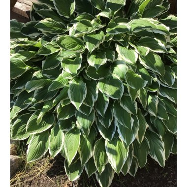 Hosta 'Aureomarginata' (ventricosa) syn. Hosta ventricosa 'Aureomarginata', Hosta 'Variegata' (ventricosa), Hosta 'Ventricosa Variegata'