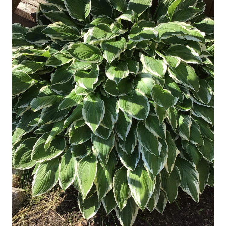 Plant image Hosta 'Aureomarginata' (ventricosa) syn. Hosta ventricosa 'Aureomarginata', Hosta 'Variegata' (ventricosa), Hosta 'Ventricosa Variegata'