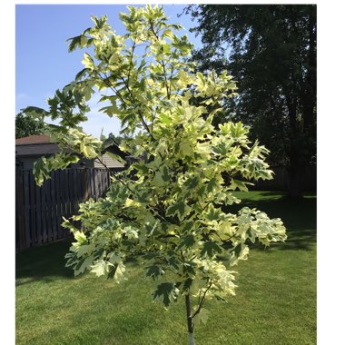 Acer platanoides 'Drummondii'