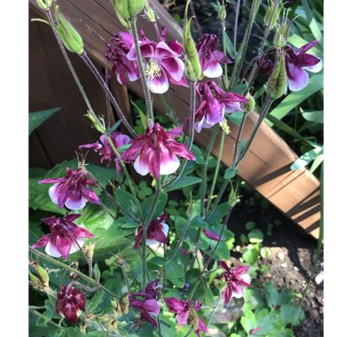 Aquilegia vulgaris 'Bordeaux Barlow'