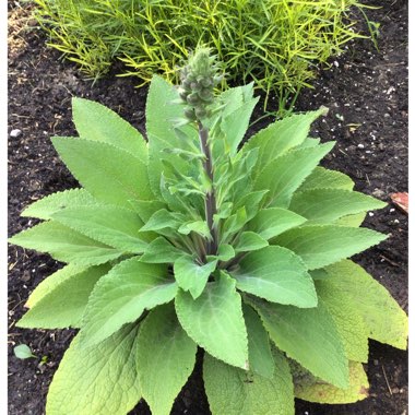 Digitalis purpurea 'Dalmatian Purple'