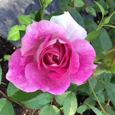 Rosa 'Probril' syn. Rosa 'Brilliant Pink Iceberg'