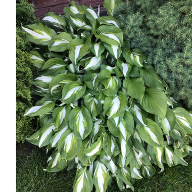 Hosta