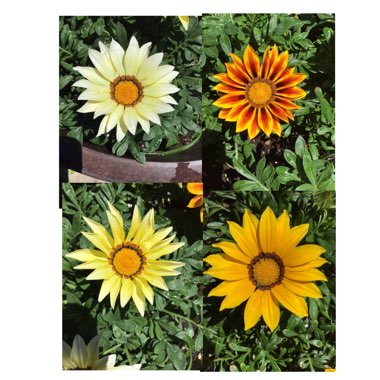 Gazania rigens Big Kiss 'Yellow Flame'