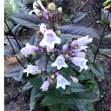 Penstemon digitalis 'Husker Red'