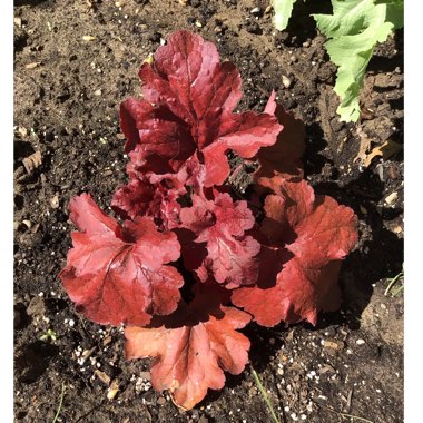 Heuchera 'Fire Alarm'