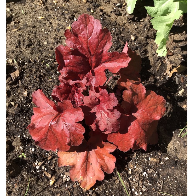 Plant image Heuchera 'Fire Alarm'