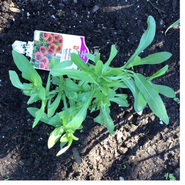 Gaillardia aristata 'Spintop Red'