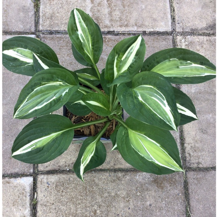 Plant image Hosta 'Snake Eyes'