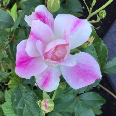 Rosa 'Probril' syn. Rosa 'Brilliant Pink Iceberg'