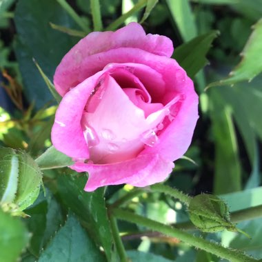 Rosa 'Probril' syn. Rosa 'Brilliant Pink Iceberg'