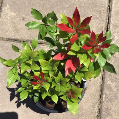 Pieris japonica 'Mountain Fire'