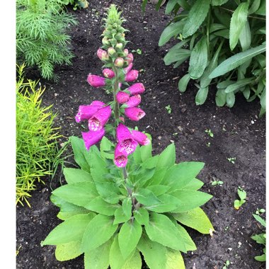 Digitalis purpurea 'Dalmatian Purple'