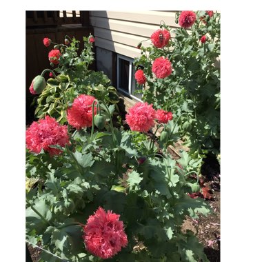 Papaver somniferum (Laciniatum Group) 'Pink Fizz'