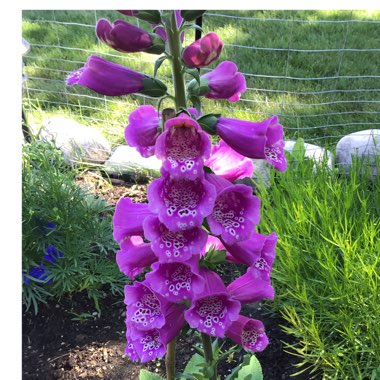 Digitalis purpurea 'Dalmatian Purple'