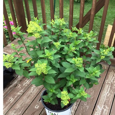 Hydrangea paniculata 'Limelight'