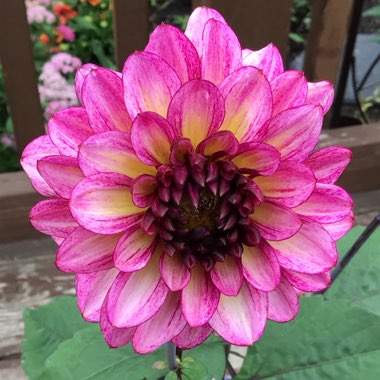 Dahlia (Border Varieties)