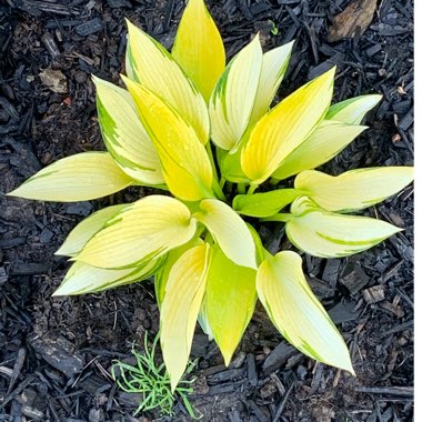 Hosta (Tardiana Group) 'June Fever'