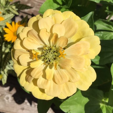 Zinnia elegans