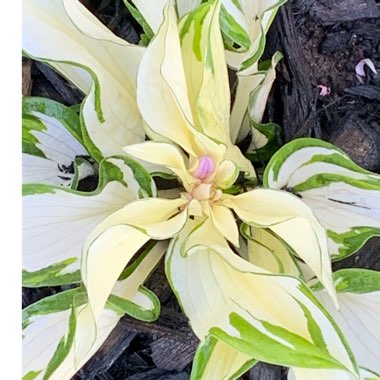 Hosta 'Fire and Ice'