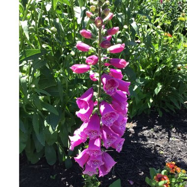 Digitalis purpurea 'Dalmatian Purple'