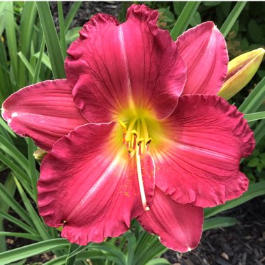 Hemerocallis 'Amadeus'