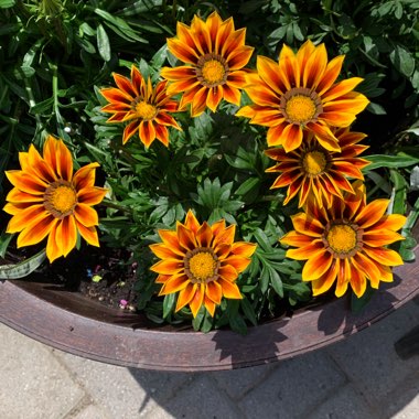 Gazania rigens Big Kiss 'Yellow Flame'