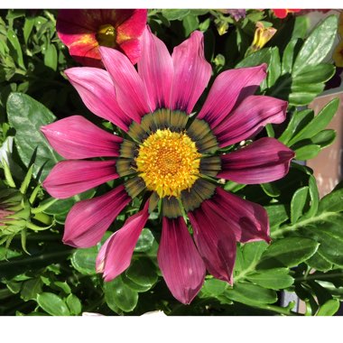 Gazania 'Kiss Rose'