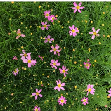 Coreopsis verticillata 'Show Stopper'