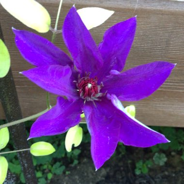 Clematis viticella 'The President'