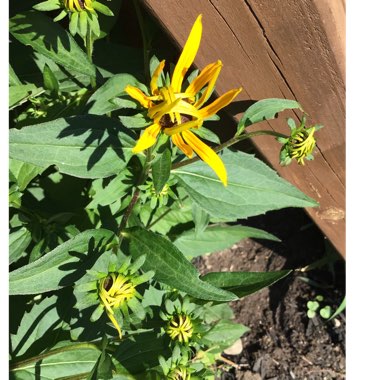 Rudbeckia fulgida var. sullivantii 'Goldsturm'