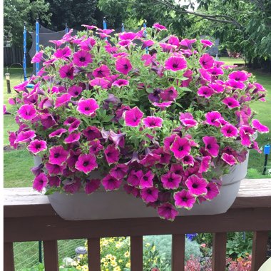 Petunia 'Dcaspitaya' (Supertunia Series) syn. Petunia 'Supertunia Picasso In Purple'