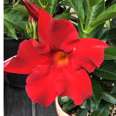 Mandevilla syn. Dipladenia