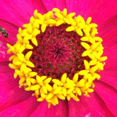 Zinnia elegans