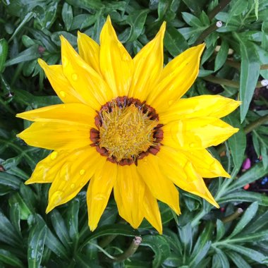 Gazania splendens 'Kiss Yellow'