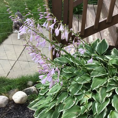 Hosta 'Aureomarginata' (ventricosa) syn. Hosta ventricosa 'Aureomarginata', Hosta 'Variegata' (ventricosa), Hosta 'Ventricosa Variegata'