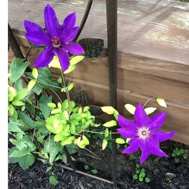 Clematis viticella 'The President'